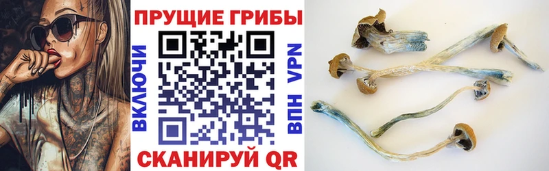 наркошоп  Игарка  Галлюциногенные грибы Psilocybe 